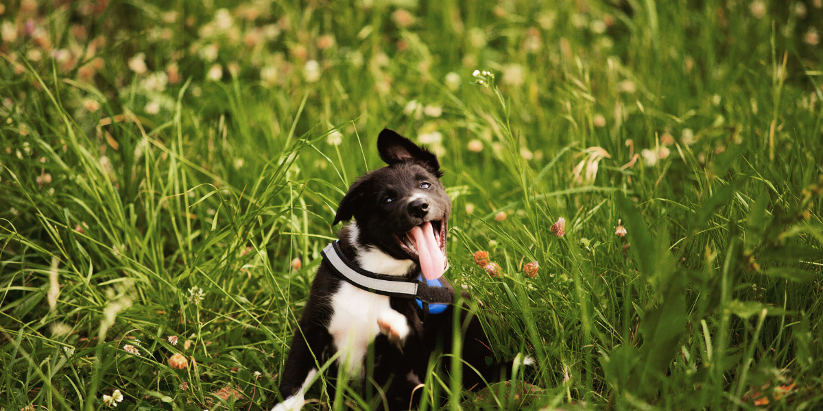 Does Poison Ivy Affect Dogs?