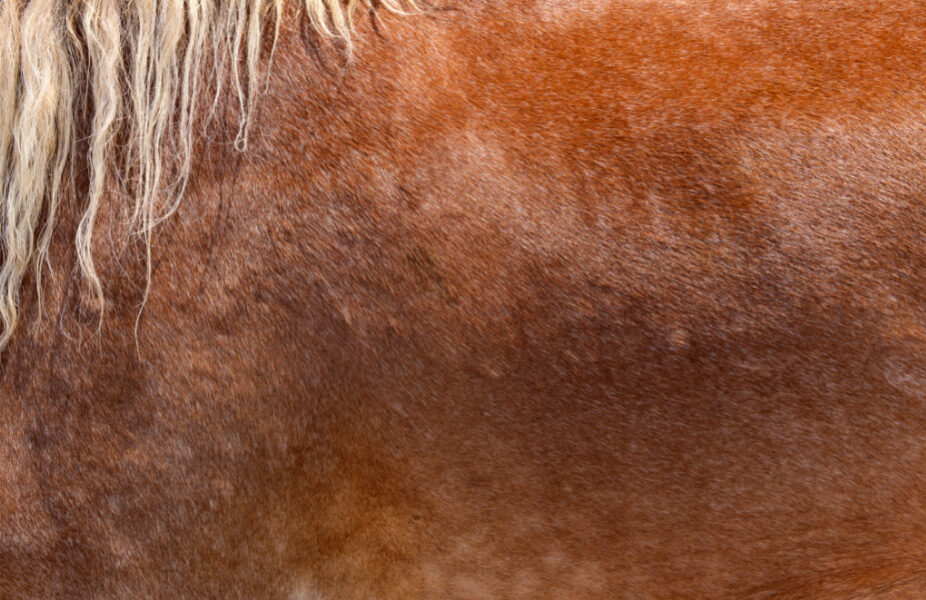 Treating Your Horse’s Skin Problems