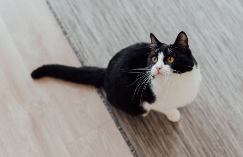 10 Fun Facts About Tuxedo Cats