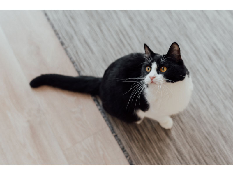 10 Fun Facts About Tuxedo Cats