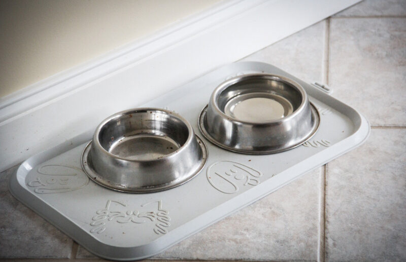 Can My Dogs Share A Water Bowl?