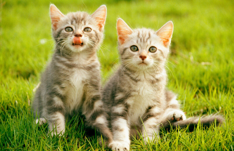 Why It’s Better To Adopt 2 Kittens At The Same Time