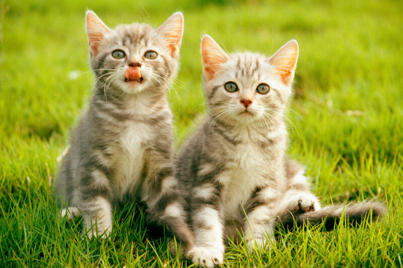 Why It’s Better To Adopt 2 Kittens At The Same Time