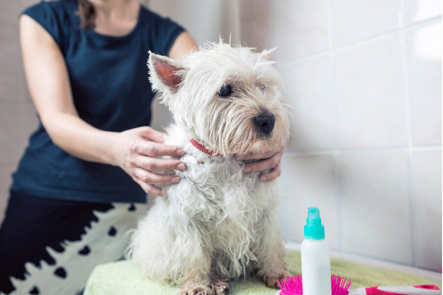 How Often Should you Wash your Dog?