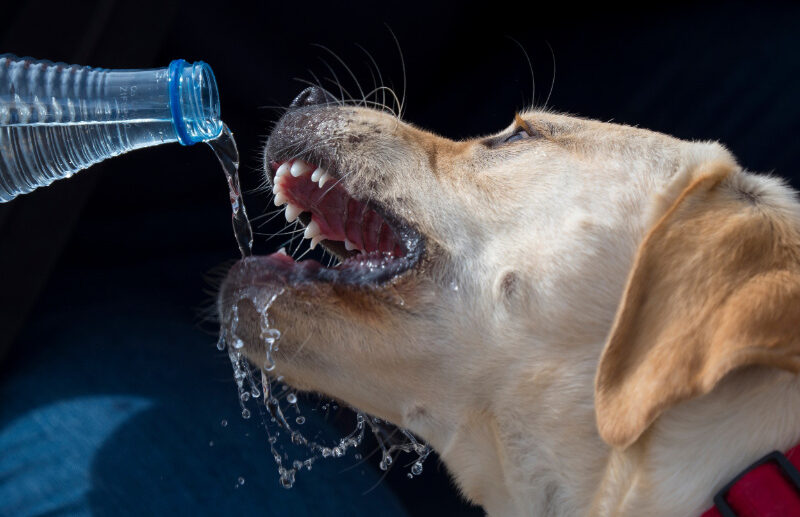 Oral Health Benefits of Water Additives for Dogs