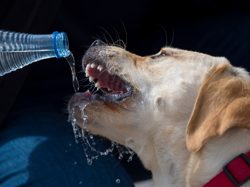 Oral Health Benefits of Water Additives for Dogs