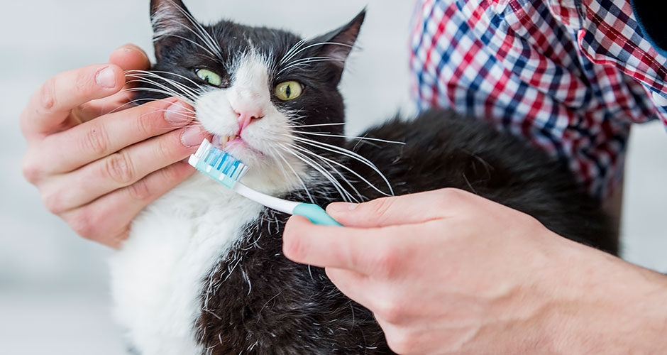 7 Ways To Clean Your Cat’s Teeth Without Brushing