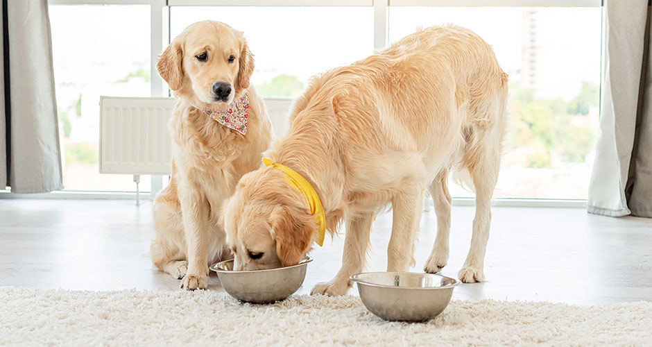 Why Do Some Dog Foods Require A Prescription?