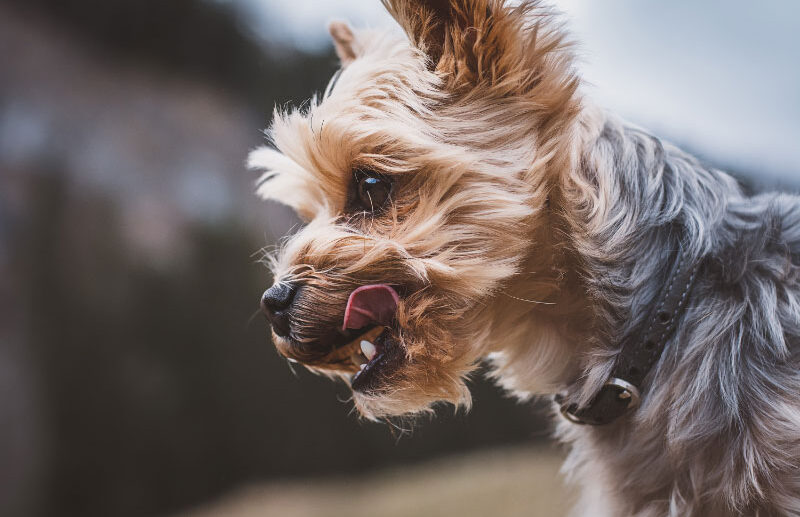 All About Your Yorkie: Care Guide and Breed Info