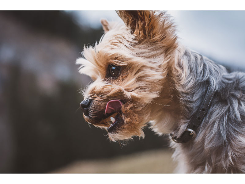 All About Your Yorkie: Care Guide and Breed Info