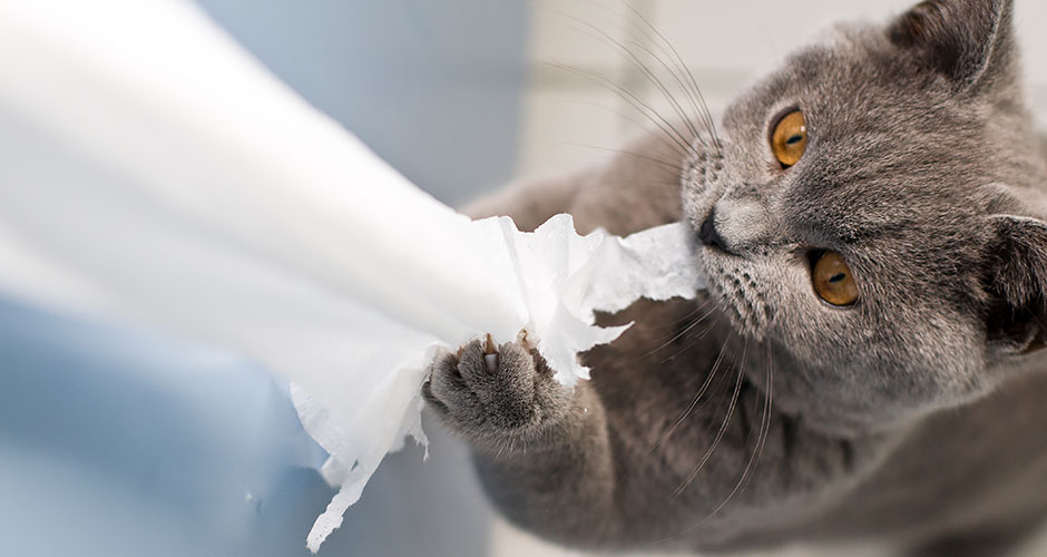 Your New Cat or Kitten’s Behavior