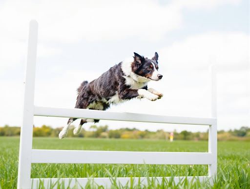 black and white dog jumping over a hurdle