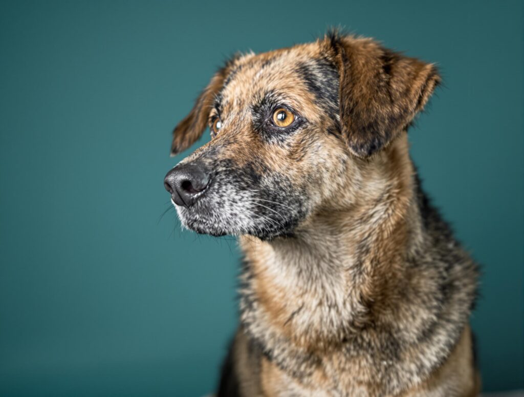 Close-up of a compassionate shepherd mix dog highlighting subtle cancer signs for medical awareness.