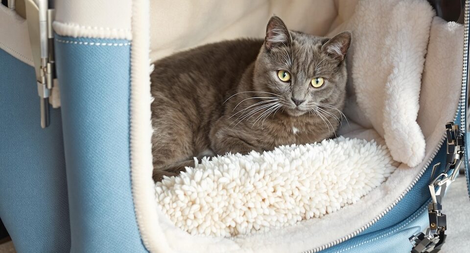 Which Pet Carrier Is Right for Your Cat?