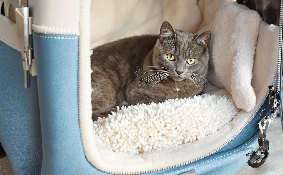 Which Pet Carrier Is Right for Your Cat?