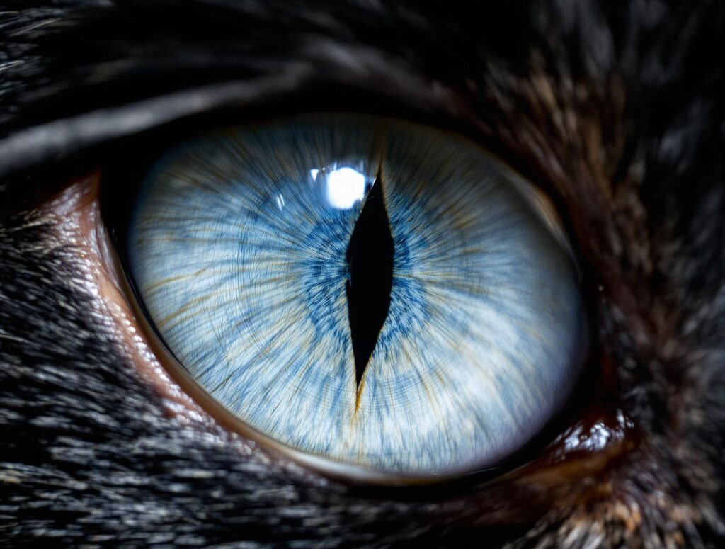 Close-up macro of a cat's eye, showing intricate iris textures, highlighting symptoms of eye problems in cats.