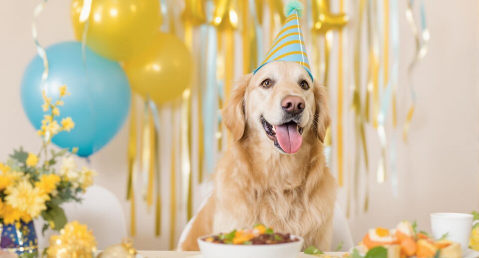 National Dog Day: 10 Ways To Celebrate!