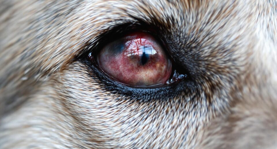 Close-up of dog's eye showing redness