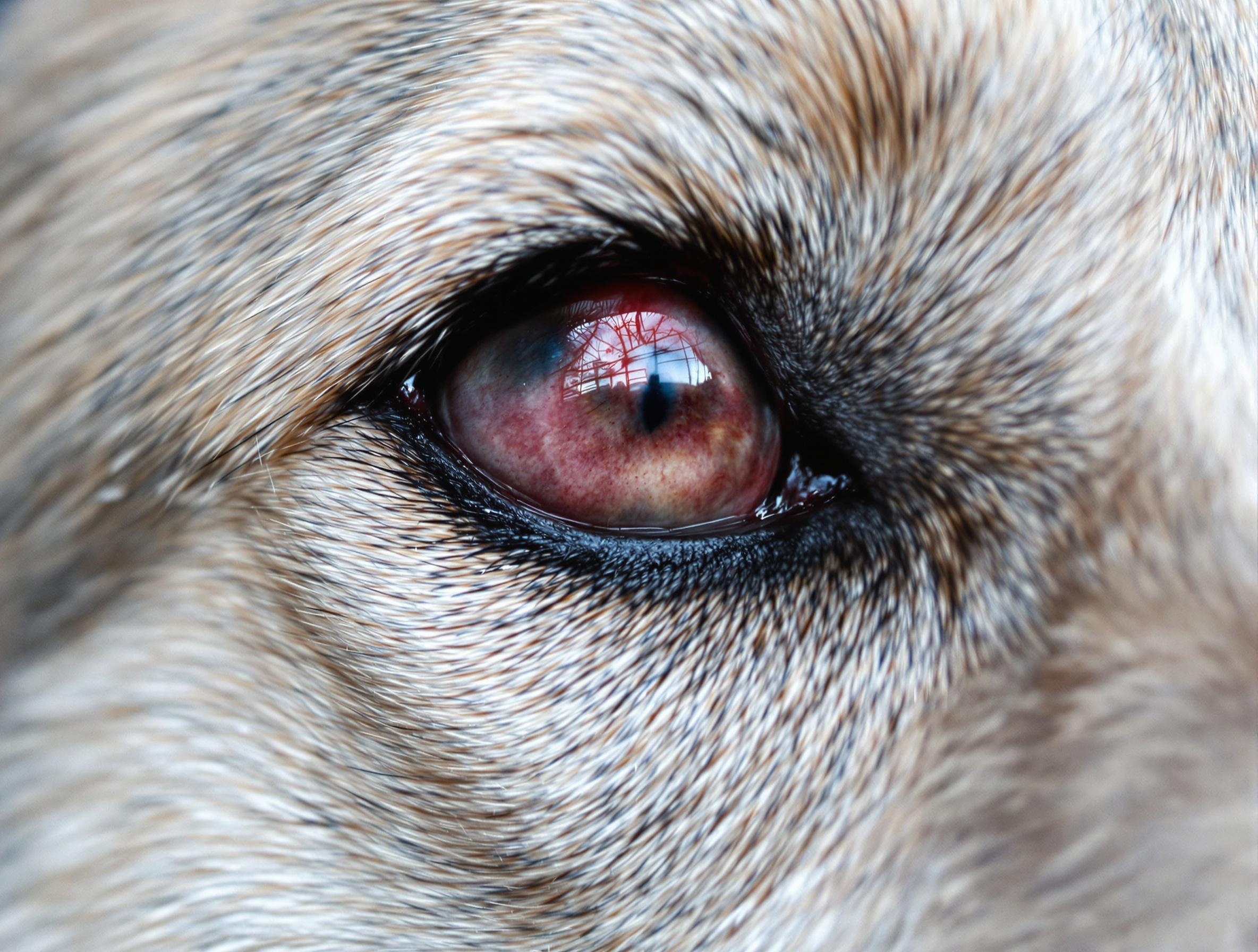 How to Treat Common Eye Problems in Dogs