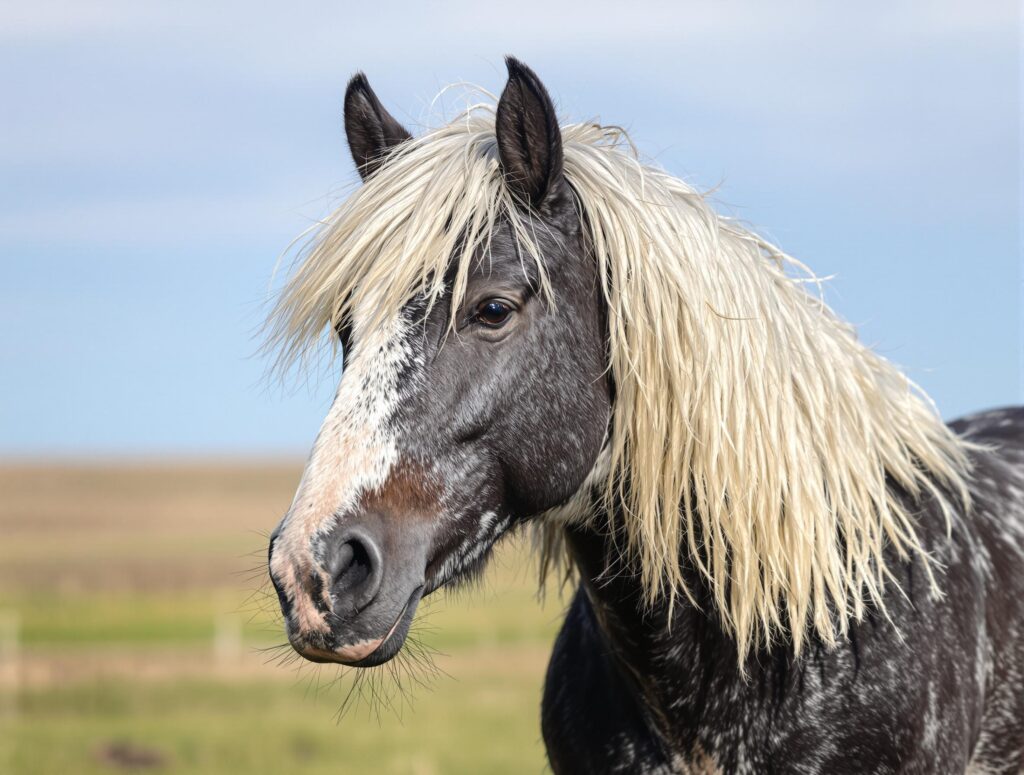 Aging horse with Cushing's disease in a serene pasture, showcasing signs like a long curly coat.