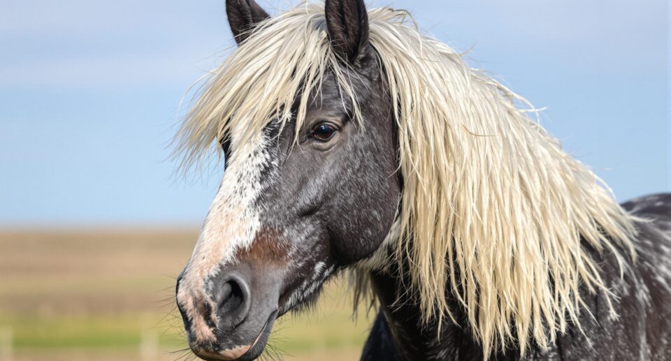 Aging horse with Cushing's disease in a serene pasture, showcasing signs like a long curly coat.