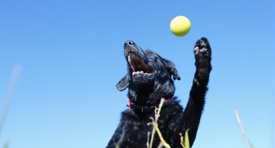 How much exercise does a dog need every day?