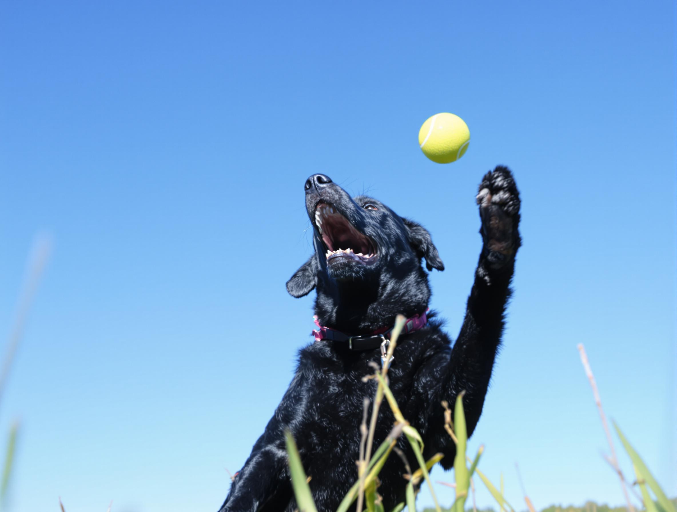 How much exercise does a dog need every day?