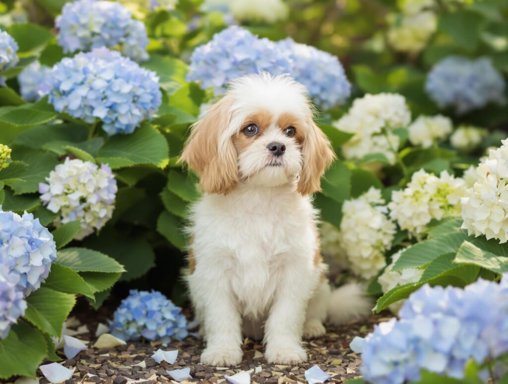 A serene Cavalier King Charles Spaniel in a garden, symbolizing dog heat cycles, with soft hydrangeas and morning light.