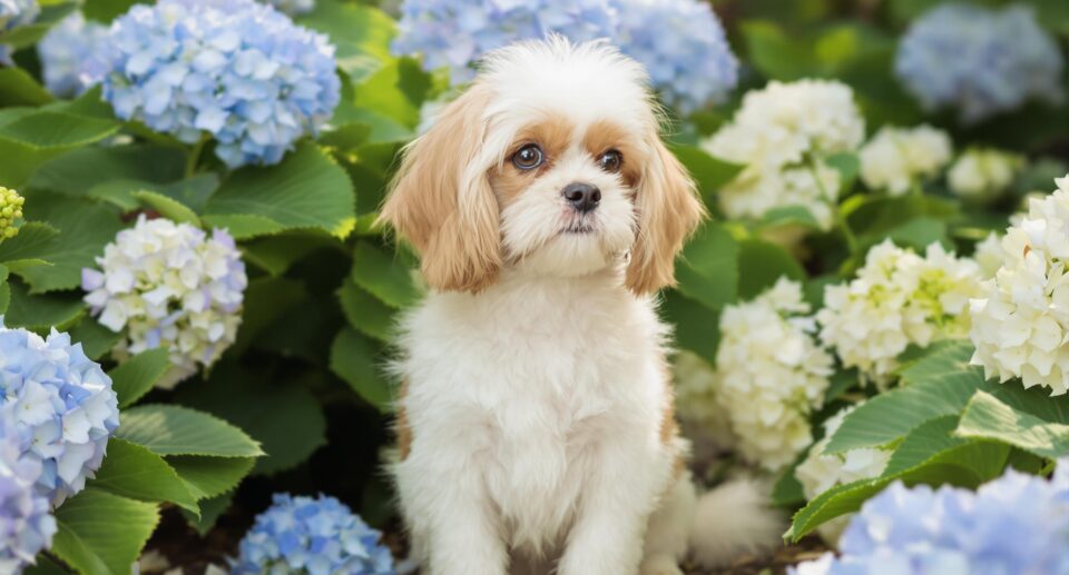 A serene Cavalier King Charles Spaniel in a garden, symbolizing dog heat cycles, with soft hydrangeas and morning light.