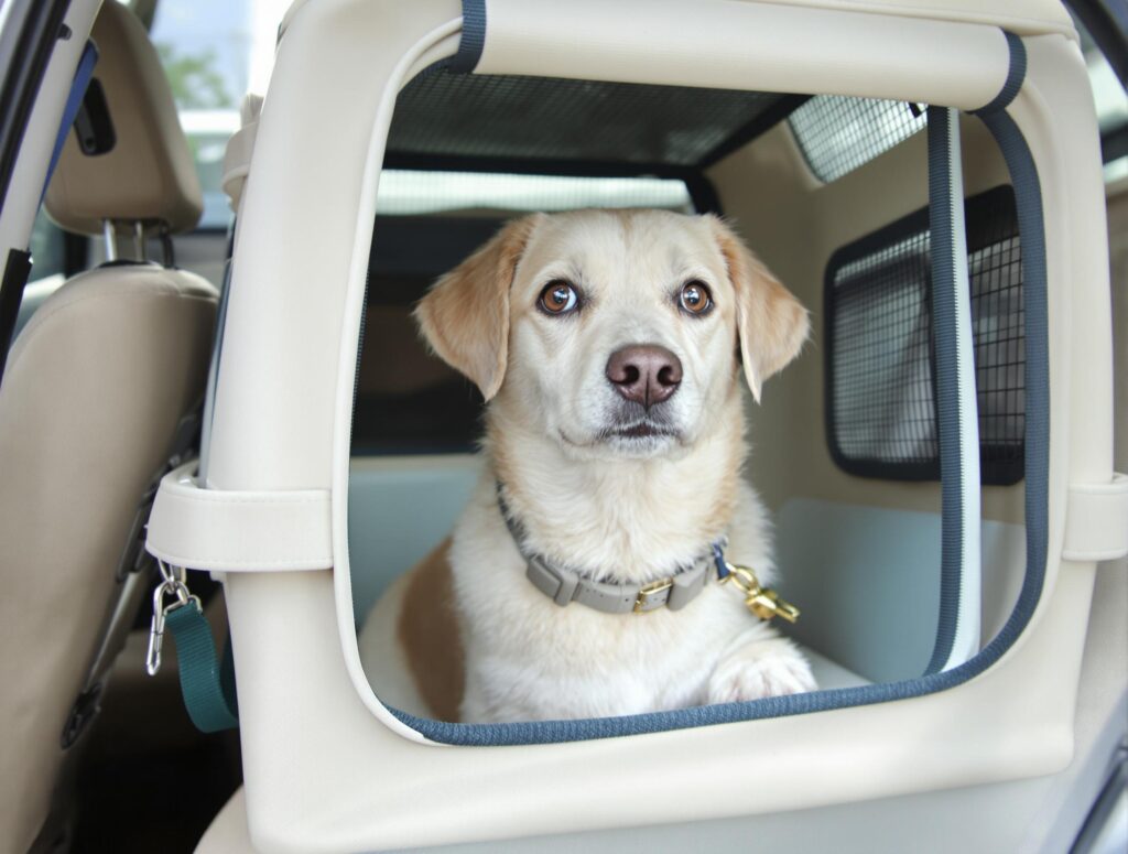 Calm dog in pet carrier on car seat, highlighting motion sickness remedy tips.