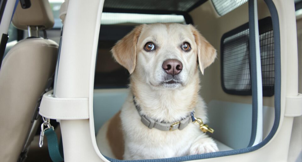 Calm dog in pet carrier on car seat, highlighting motion sickness remedy tips.