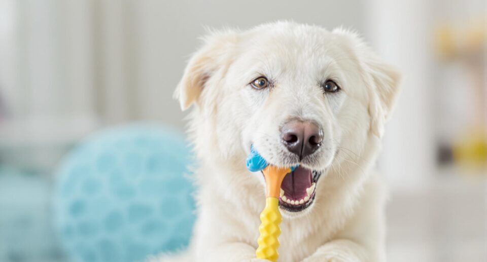 Playful medium-sized dog with light coat enjoying a dental chew toy indoors, emphasizing oral hygiene for dogs.