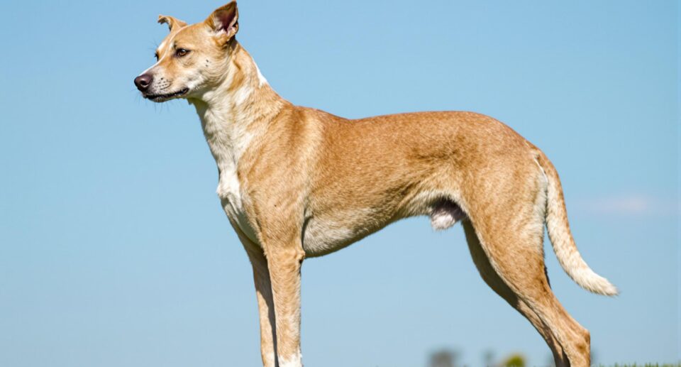 Athletic medium-sized dog standing confidently in a grassy park, showcasing a healthy and lean physique, ideal for assessing dog weight.