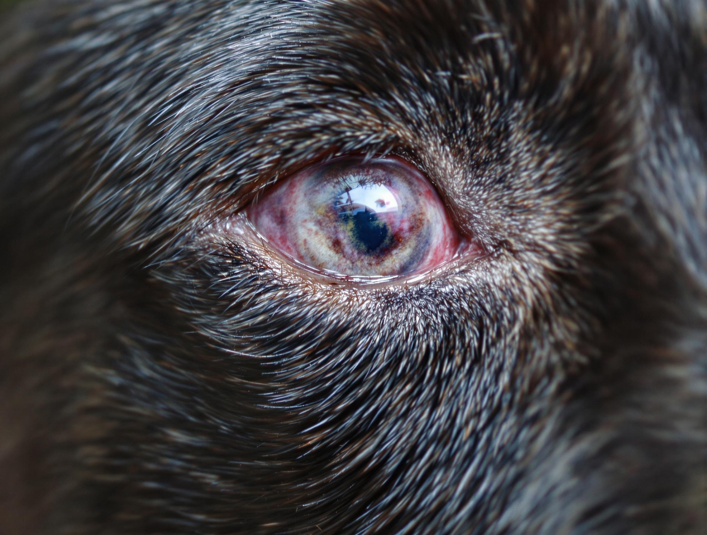 Symptoms of Dry Eye in Dogs