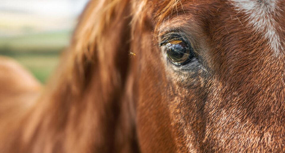 A majestic chestnut horse with a mosquito on its fur, surrounded by natural insect-repelling herbs, highlighting Eastern Equine Encephalomyelitis prevention.