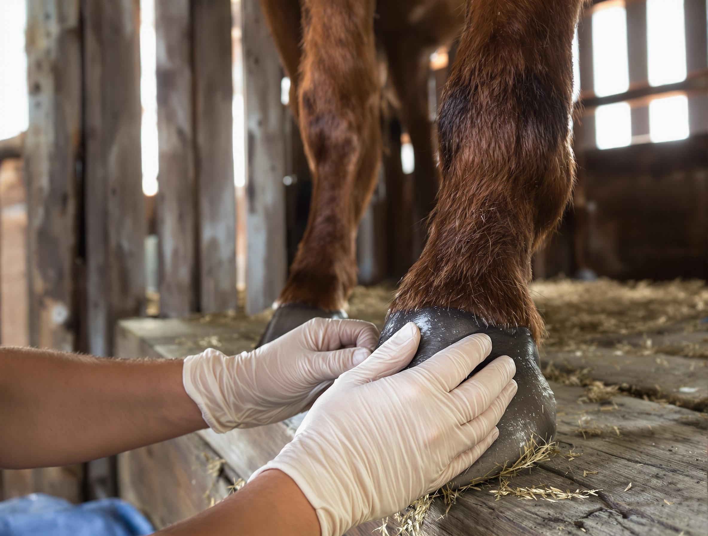 Fall Hoof Care for Horses