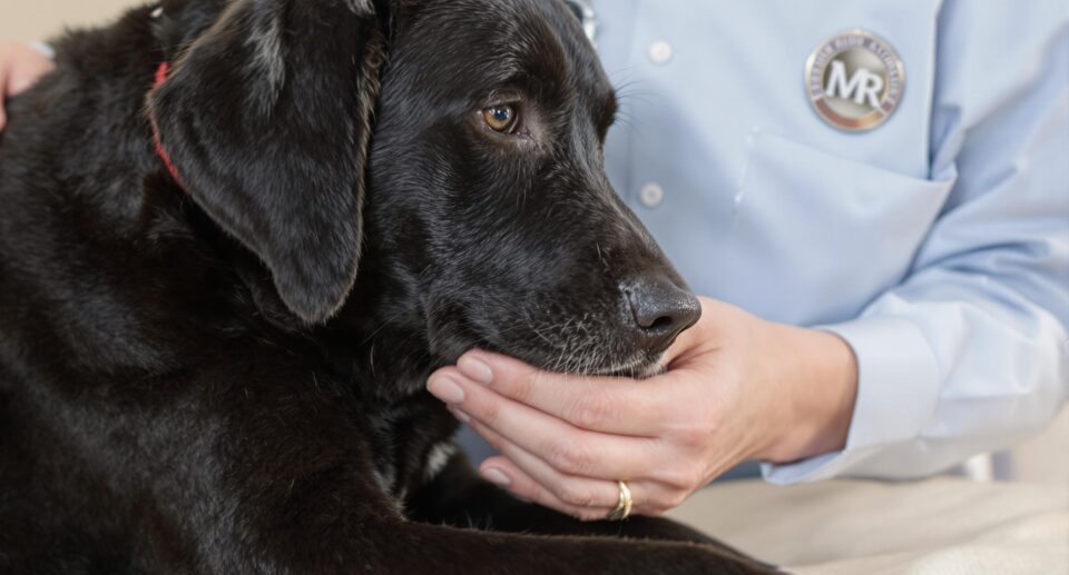 Middle-aged veterinarian examines Labrador Retriever for fatty skin tumors in a professional pet care setting.