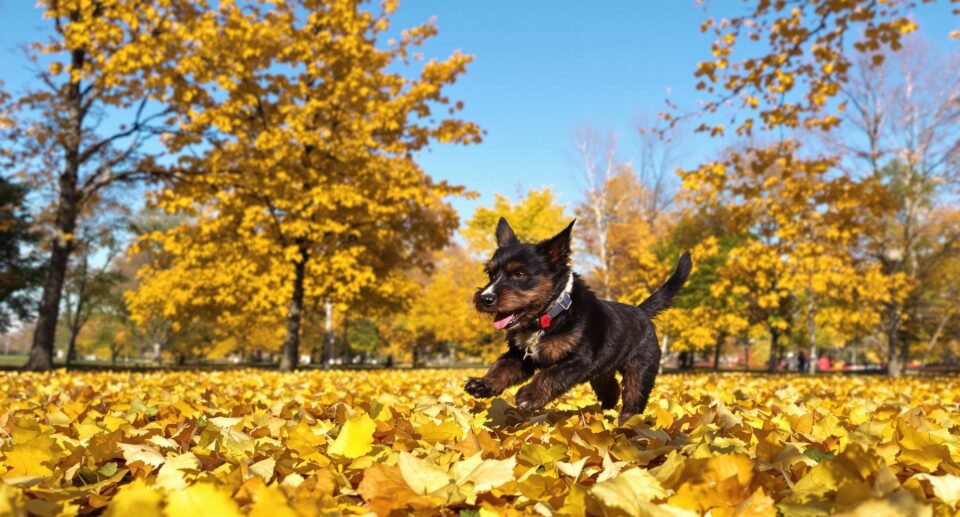 Energetic terrier dog runs through autumn leaves fighting fall allergies.