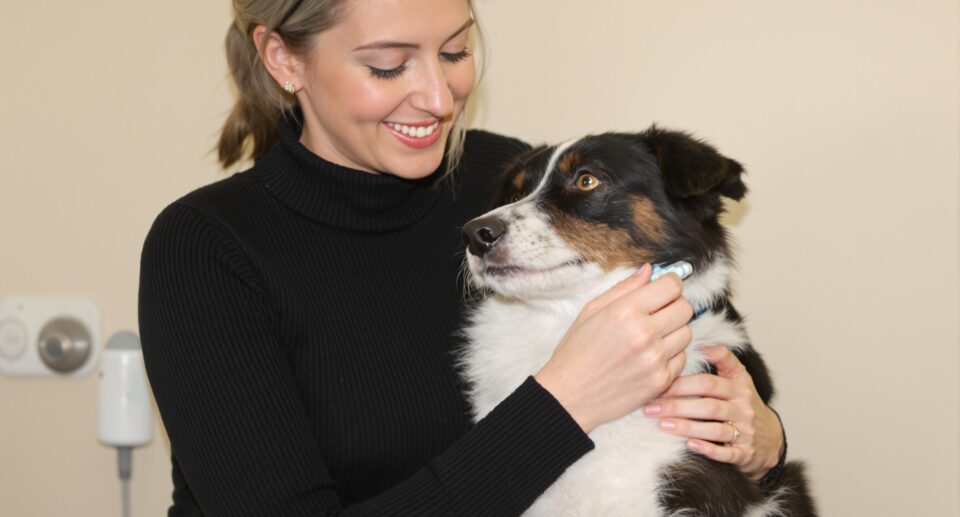 A caregiver gently administering a pill to a black and white dog in a veterinary setting.