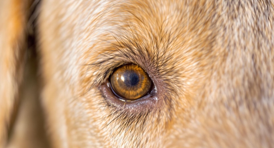 What Dog Parents Should Know About Glaucoma in Dogs