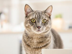 gray tabby cat looking at the camera