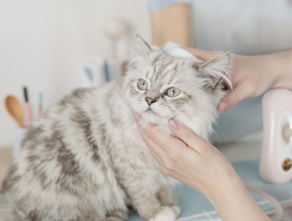 a medium-haired cat gently being wiped down with a towel