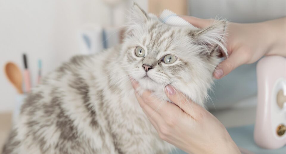 Hair Loss Treatment for Cats