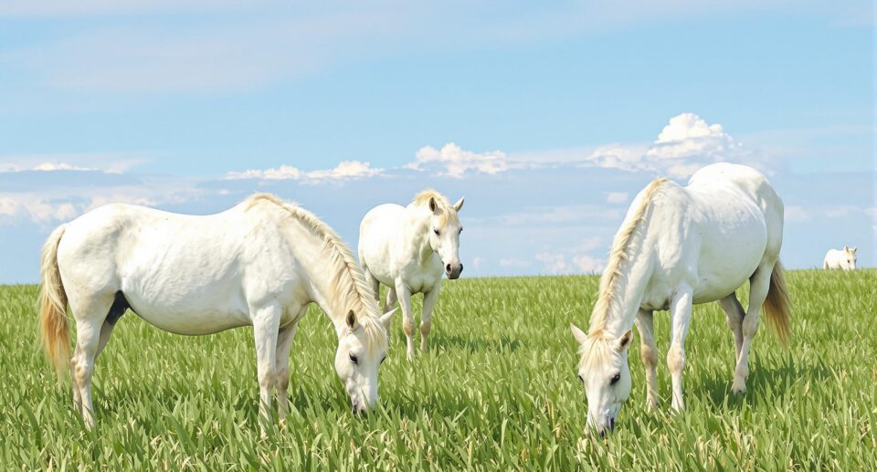 Horse Digestive Health