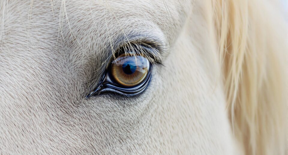 Common Eye Problems in Horses