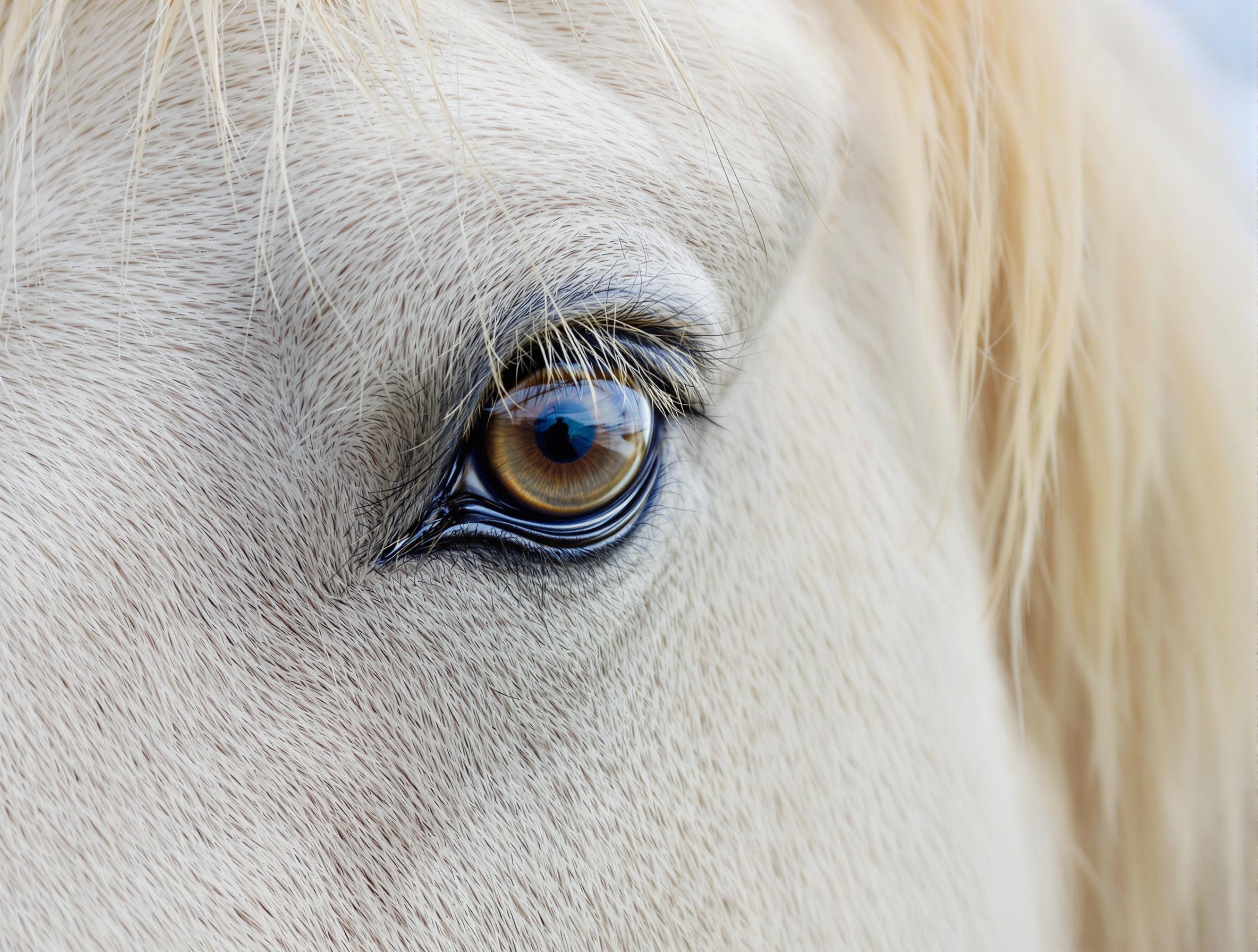 Common Eye Problems in Horses