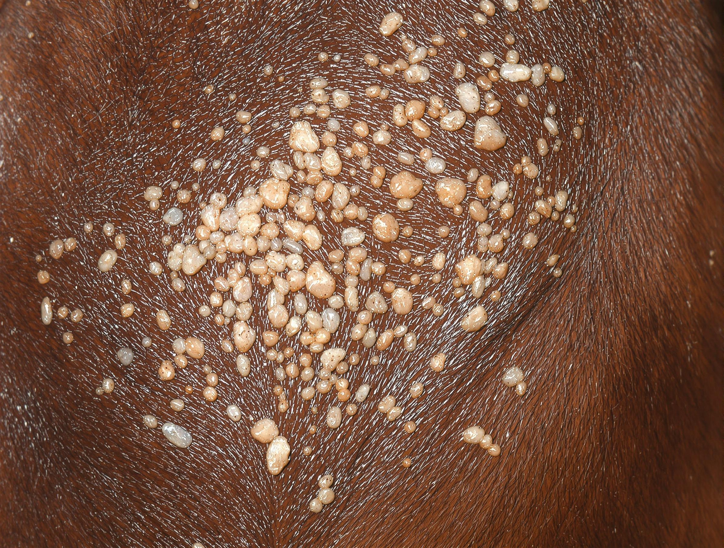 Hives In Horses: What They Are And When To Worry