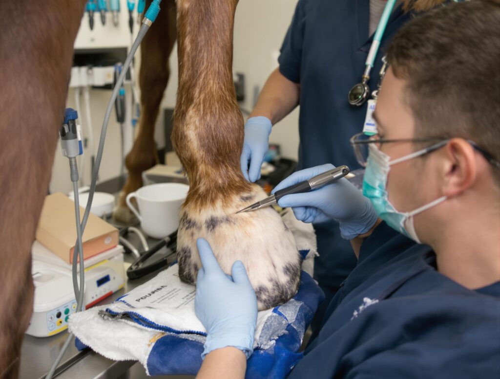 A veterinarian in blue scrubs examines a horse's hoof, highlighting common hoof problems in horses.