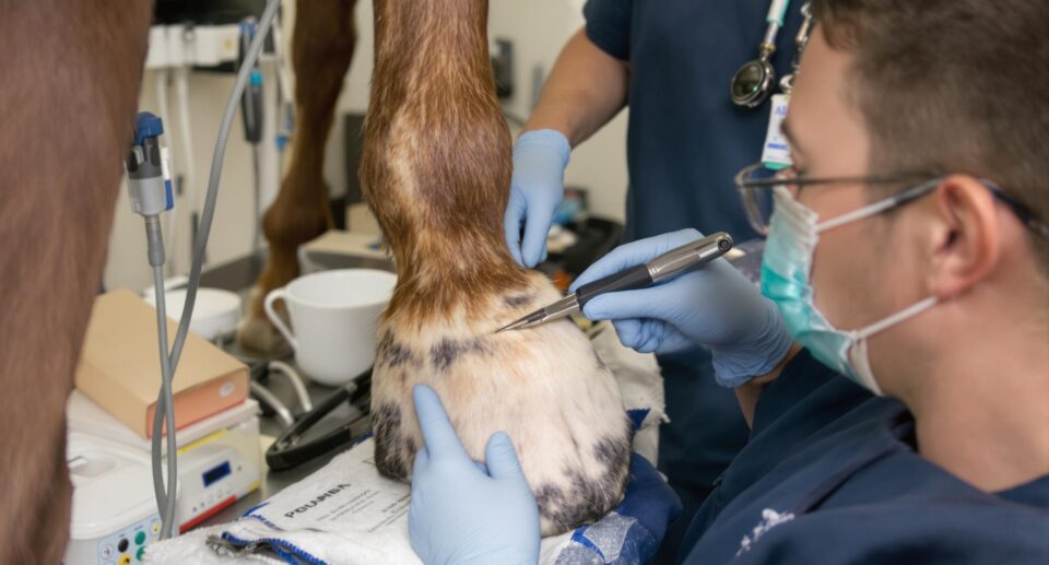 A veterinarian in blue scrubs examines a horse's hoof, highlighting common hoof problems in horses.