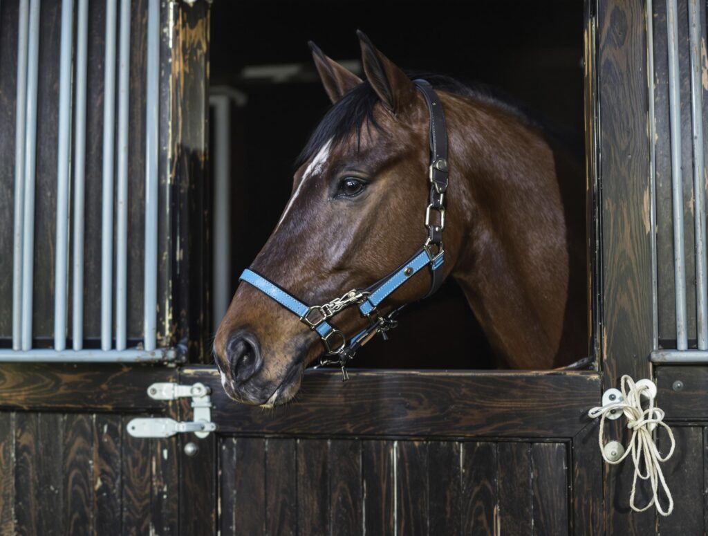 A majestic horse with a glossy coat paws at the ground in a tranquil wooden stable.